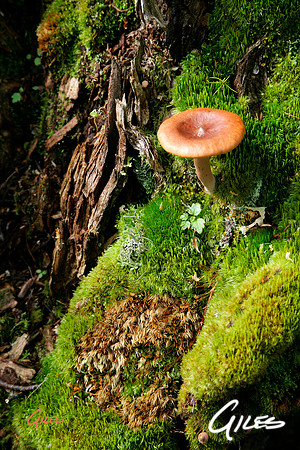 Shroom