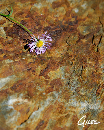 Whirlpool Flower