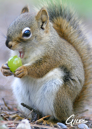 Big Bite