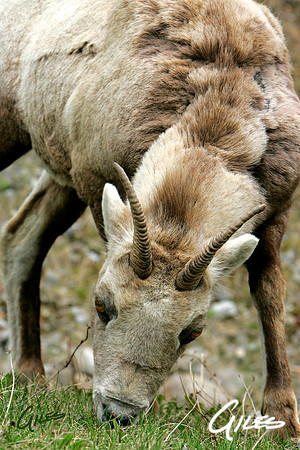 Grazing