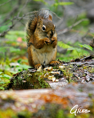 Guarded Snack